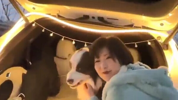 Daarom moet je dus nooit zomaar een vreemde hond knuffelen