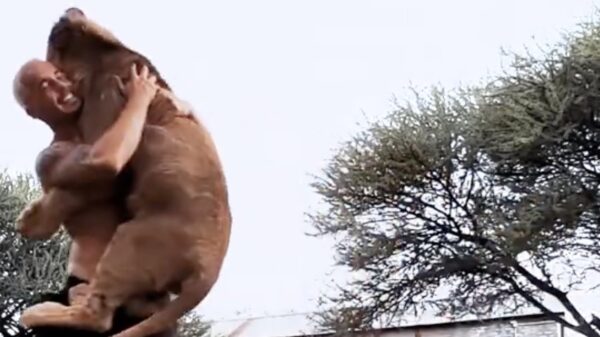 Dexter de leeuw begroet de man die hem in het reservaat heeft grootgebracht