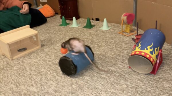 Kan gewoon: je tamme rat een lading trucjes leren