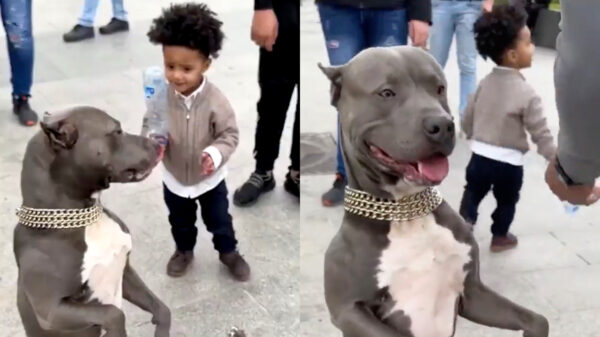 Iedereen staat schaapachtig toe te kijken terwijl peuter rustig een pitbull mept