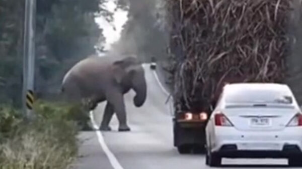 Olifanten in Cambodja overvallen vrachtauto's voor een lekkere snack