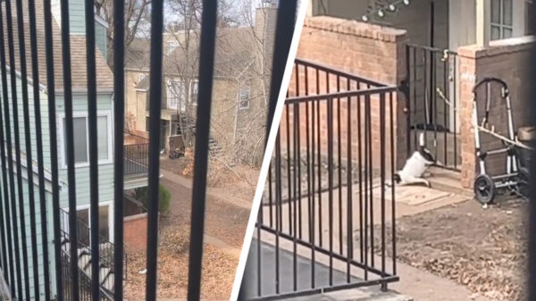 Gluurbuur is getuige van een spannende maar moeizame ontsnapping