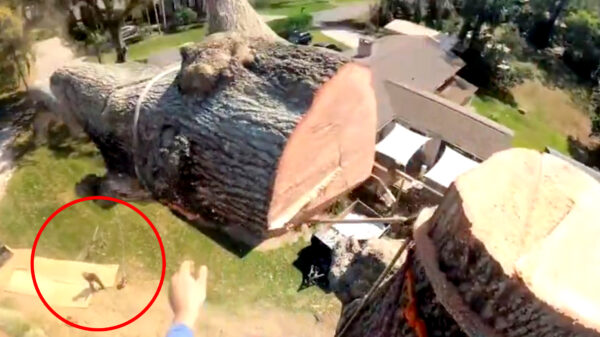 Boomstam valt precies op het been van de buurman die beneden staat te trekken