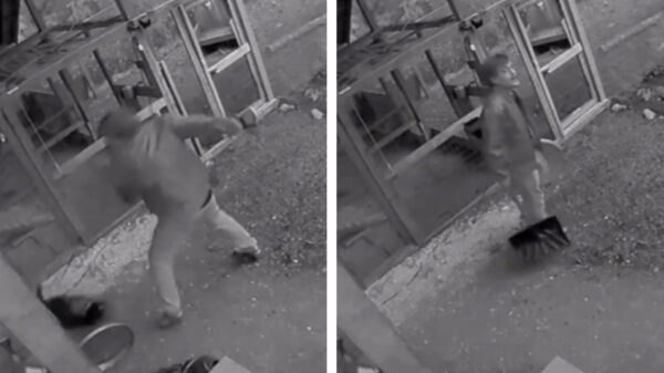 Man beschermt zijn vriendin en zijn honden door een beer te meppen