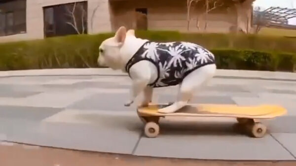 Aan de kant: skaterboy Tony Bark glijdt op zijn plankje door de straten