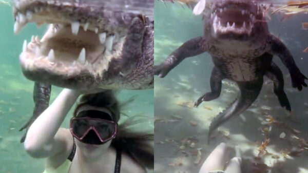 Goedemorgen: niets zo ontspannend als een ochtendduik met een alligator