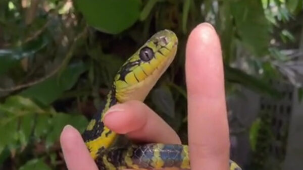 Ach kijk toch eens wat een mooi, lief klein slangetjAAAAAARRGH