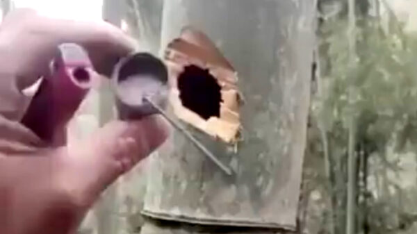 Creatief tuinieren: zo ben je in één klap van je wildgroeiende bamboe af