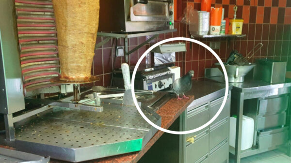 Dönerduif geniet op het station Amsterdam Amstel van een gratis maaltijd