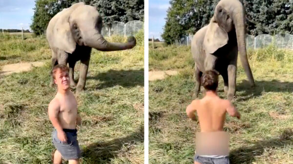 Deze olifant was duidelijk niet onder de indruk van zijn 'helikopterskills'