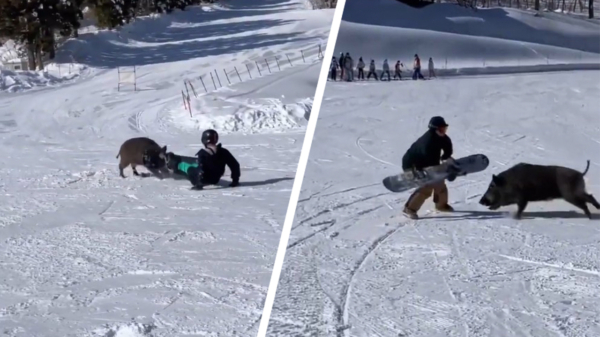 Agressief wild zwijn stormt Japanse skipiste op en valt snowboarders aan
