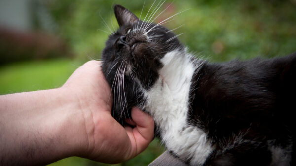 Doe de kat maar aaien... NEEEEE, niet zo!