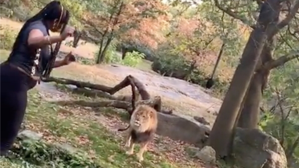 Vrouw klimt in het leeuwenverblijf van de Bronx Zoo om grote kat te jennen