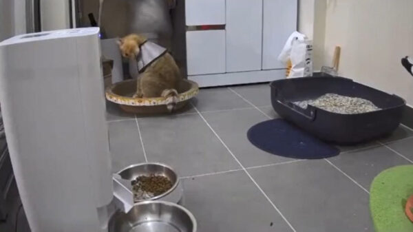 Een kat in het nauw maakt rare sprongen