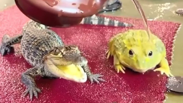 Babyalligator geniet met volle teugen van een heerlijke douche