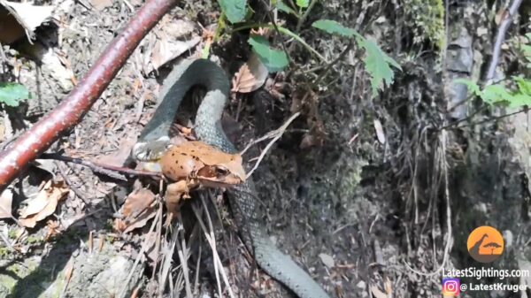 Slang slikt kikker door die uit alle macht probeert te ontsnappen