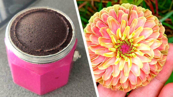 27 OCD-afbeeldingen waar mensen intens gelukkig van kunnen worden