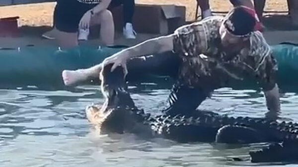 Demonstratie met een 'tamme' krokodil verloopt niet helemaal vlekkeloos