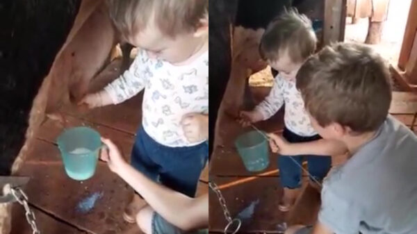 Boerenbroertjes hebben de grootste pret tijdens het melken van Bertha 147