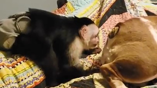 Nieuwsgierig aapje verrast hond met een onaangekondigde inspectie