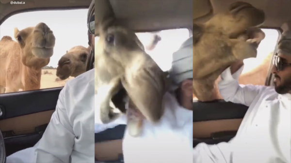 Man uit Dubai heeft meteen spijt van zijn selfie met deze hongerige kamelen
