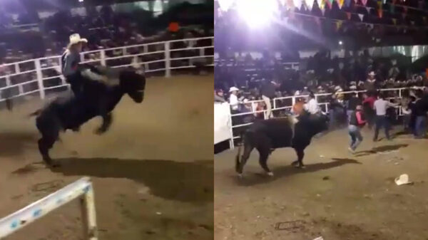 Stier laat ruziezoekende bezoekers tijdens een rodeo in Mexico een stukje vliegen