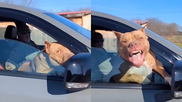 Natuurlijk mag je mijn schattige hond even aaien, hij bijt echt niet!