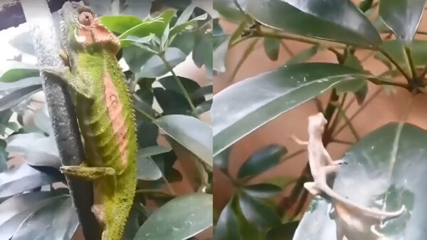 Wel eens een kameleon zien bevallen?
