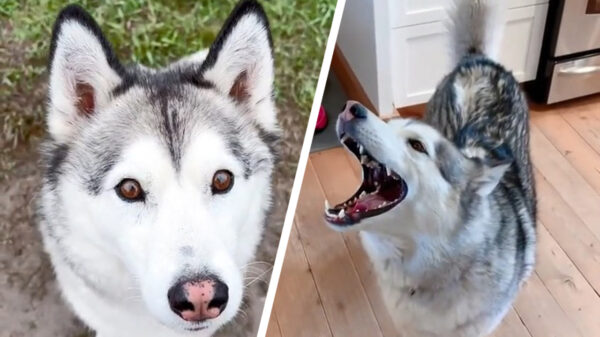 Gratis af te halen: een kindvriendelijke en keurig opgevoede hond