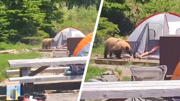Kampeerder met zweetpoten wordt wakker gemaakt door Yogi Bear