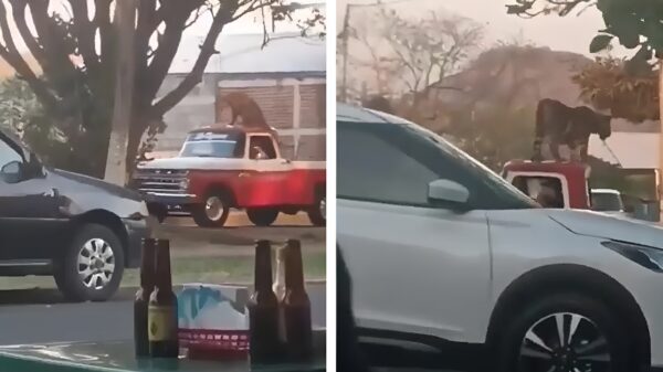 Mexicaanse drugsdealer heeft bijzonder effectieve persoonsbeveiliging op zijn dak