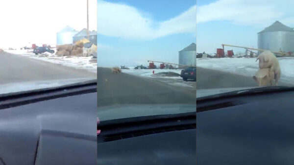 Soms wordt de verse bacon midden op de weg gemaakt