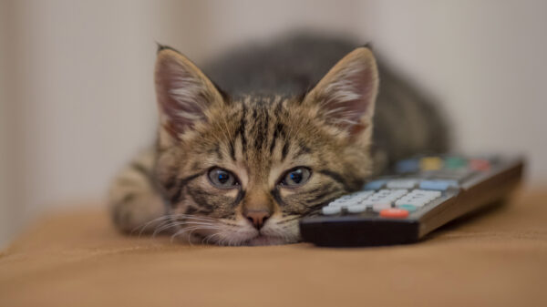 Niet elke kat is even geschikt als muizenvanger