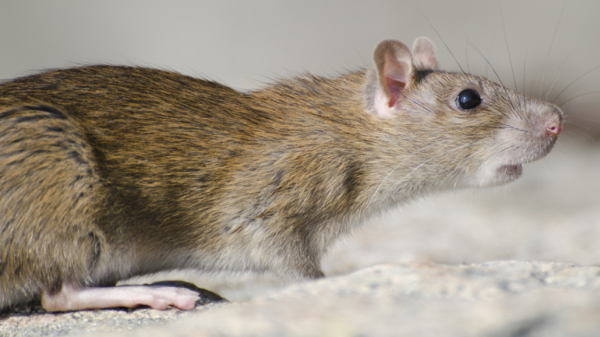 Hysterische dames hebben prima manier gevonden om een muis uit hun pand te jagen