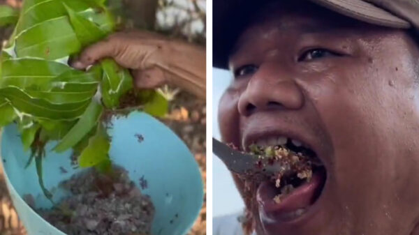 Iemand zin in een lekkere salade met verse vis en een hele lading mieren?