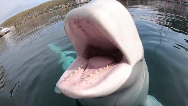 Witte dolfijn jat GoPro maar komt deze ook weer keurig terugbrengen