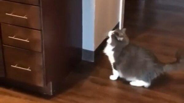 Dikke poes komt net iets te kort