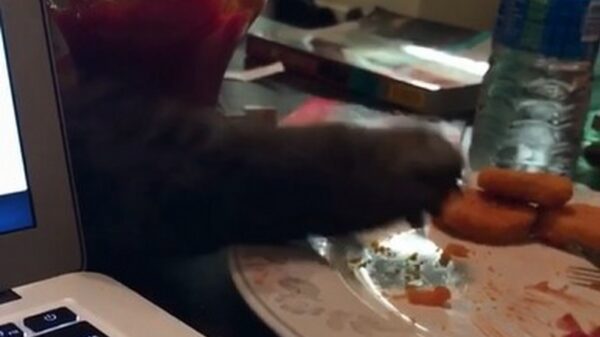 Kat gaat in "stealth mode" om wat eten te jatten