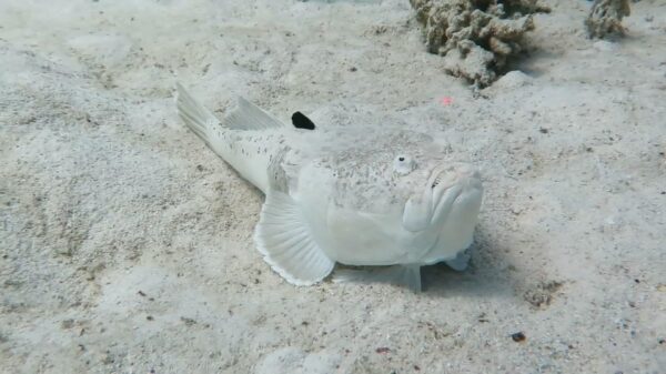 De sterrenkijker is een levensgevaarlijke vis die van verstoppertje houdt