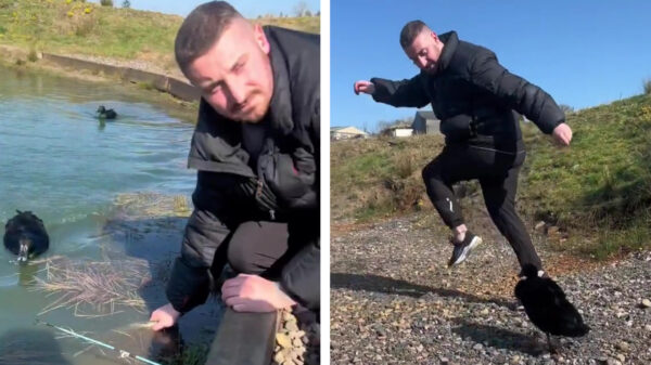 Het bewijs dat eenden uit zijn op absolute wereldheerschappij