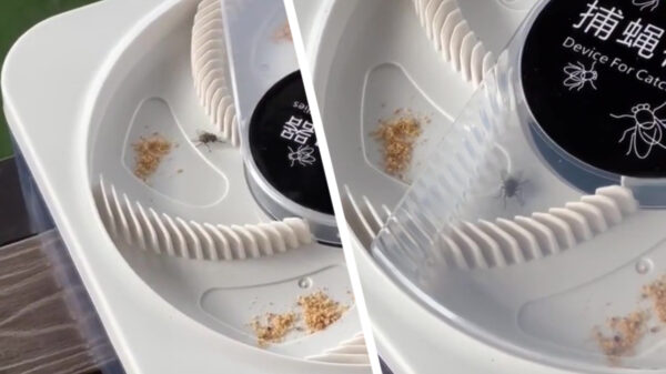 Van het kijken naar deze Chinese vliegenvanger word je heerlijk zen!