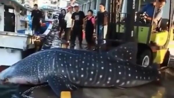 Barmhartige heftruckchauffeur gooit walvishaai netjes terug in het water