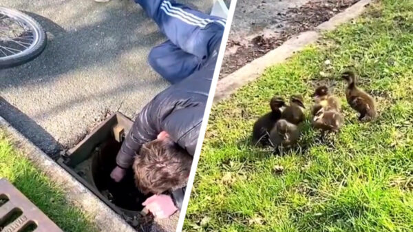 Van harte welkom bij de allerschattigste reddingsmissie van de dag