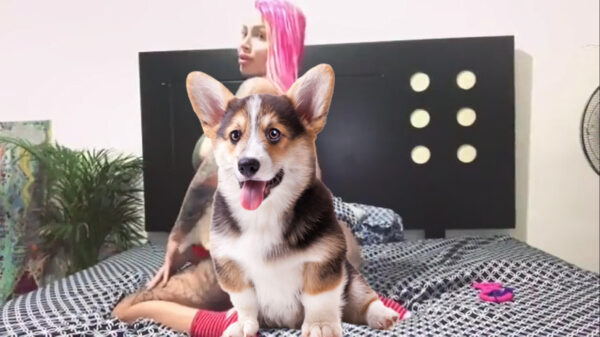 Puppy wordt op een behoorlijk wiebelende bijzettafel tentoongesteld