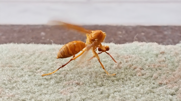 Wel eens een hoornaar gezien die zijn hoofd probeert terug te zetten?