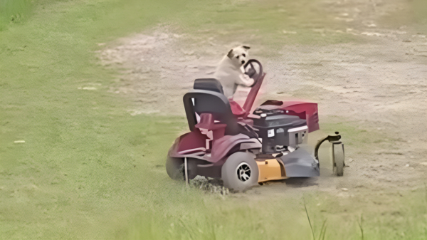 Dat zie je ook niet zo vaak: een grasmaaiende hond