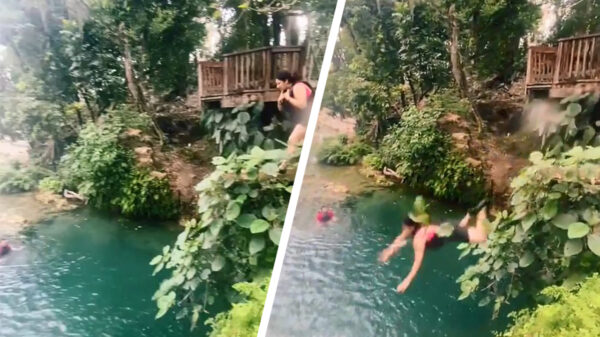 Haperende klifspringster maakt van dichtbij kennis met een rots