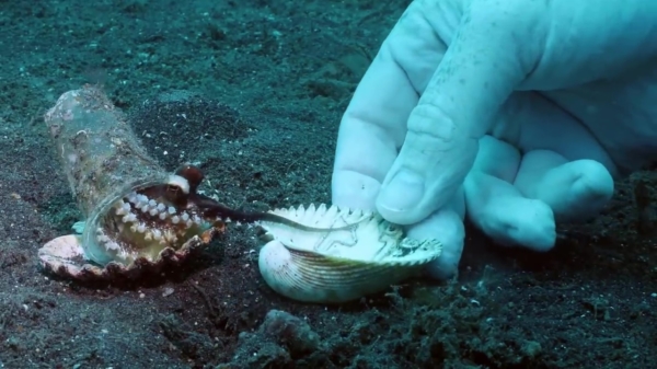 Duiker voorziet octopus van fijn schelphuisje in plaats van een plastic bekertje