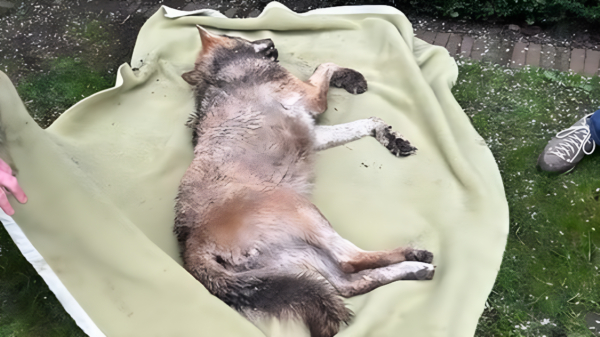 Jonge wolf maakt rondje door Doetinchem en valt in een achtertuin in slaap