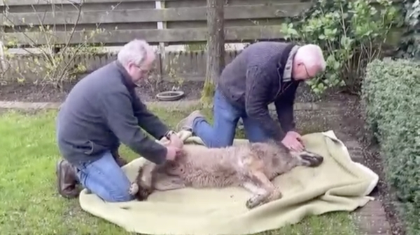Jonge wolf maakt rondje door Doetinchem en valt in een achtertuin in slaap